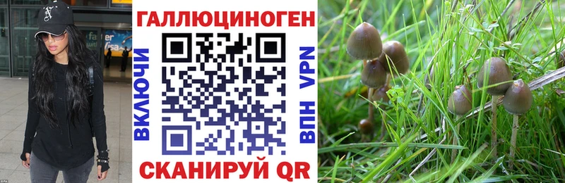 Псилоцибиновые грибы Psilocybine cubensis  купить  цена  Сясьстрой 